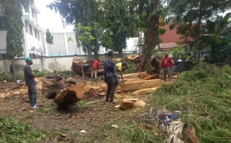 Environmentalists demand independent audit after tree removal in Mombasa