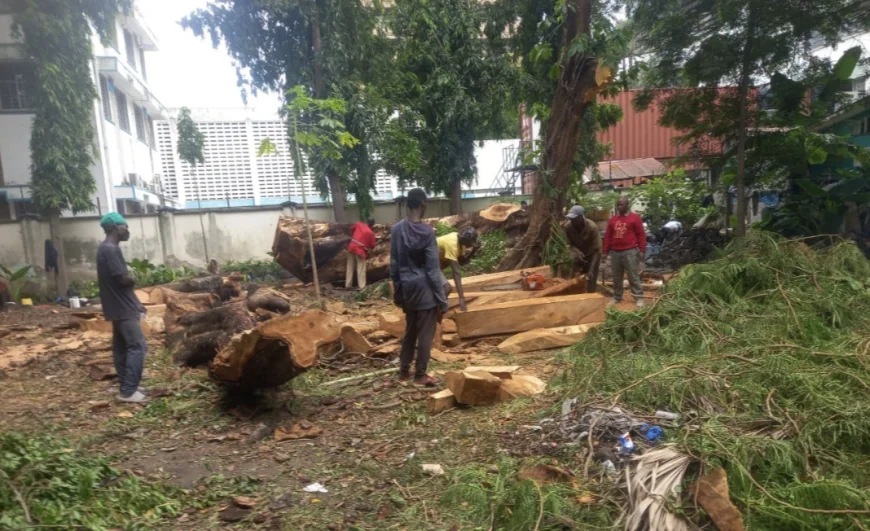 Environmentalists demand independent audit after tree removal in Mombasa
