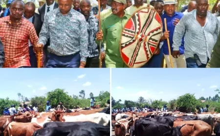 Kalonzo delivers 100 cattle to Raila’s Opoda Farm in traditional honour