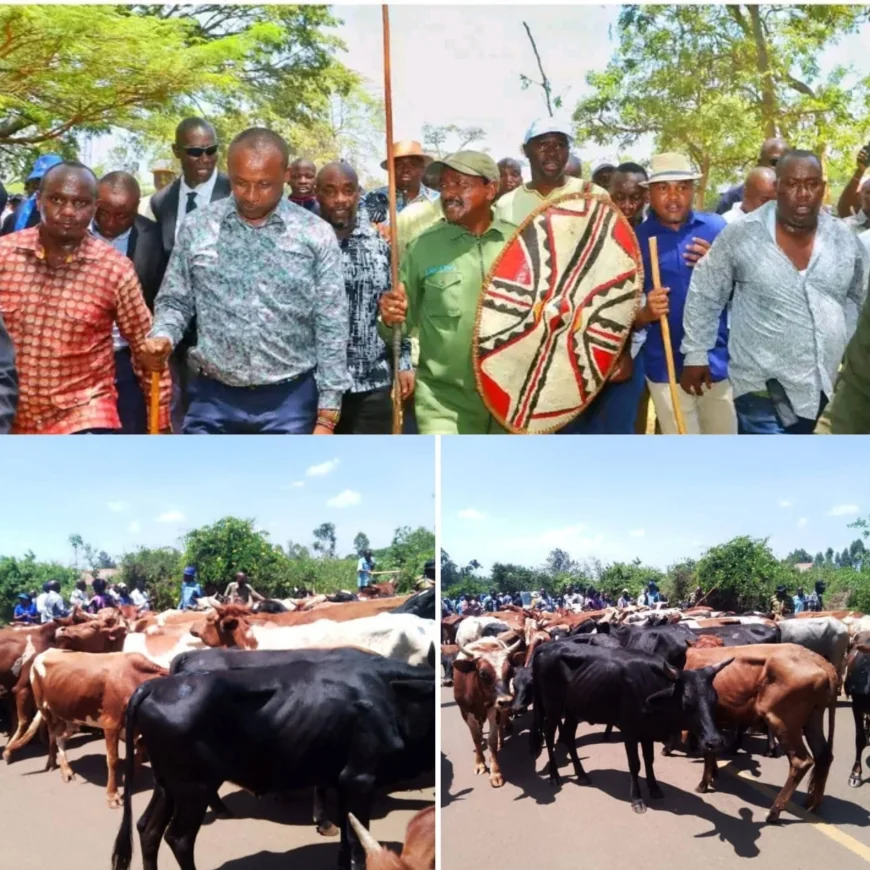 Kalonzo delivers 100 cattle to Raila’s Opoda Farm in traditional honour
