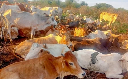 Police recover 204 stolen cattle in Meru