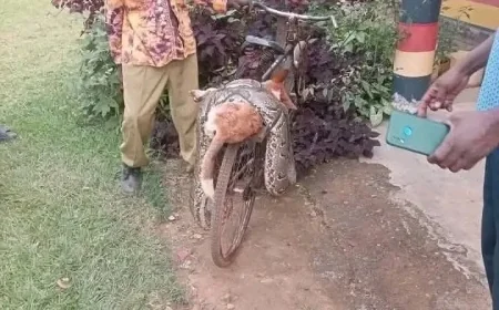 Siaya man reveals why he killed python, carried it on bicycle to police station