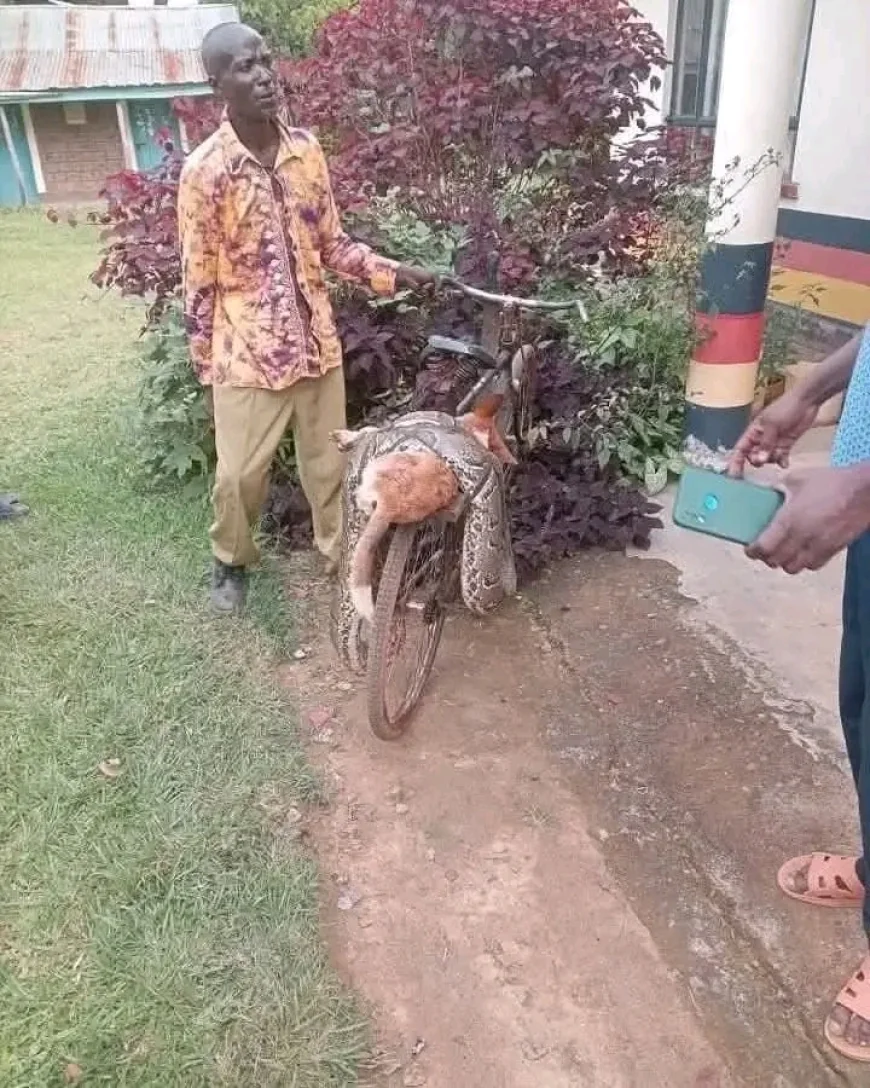 Siaya man reveals why he killed python, carried it on bicycle to police station