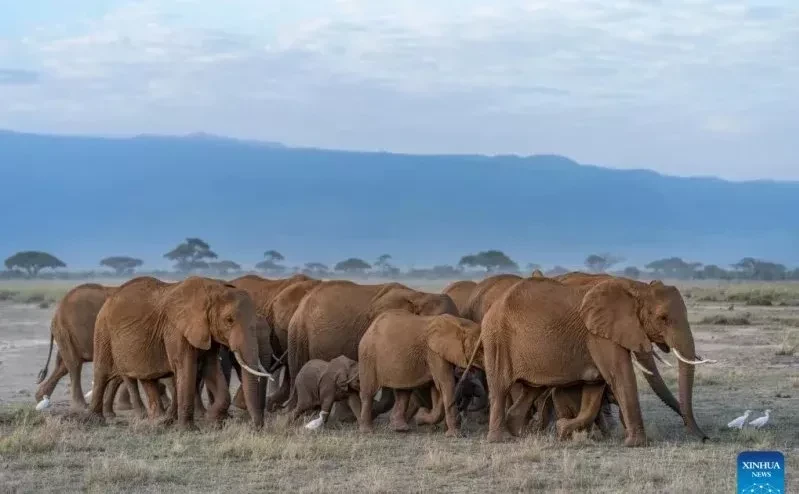 UGM calls for probe into deaths of 15 Amboseli elephants