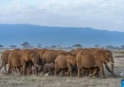 UGM calls for probe into deaths of 15 Amboseli elephants