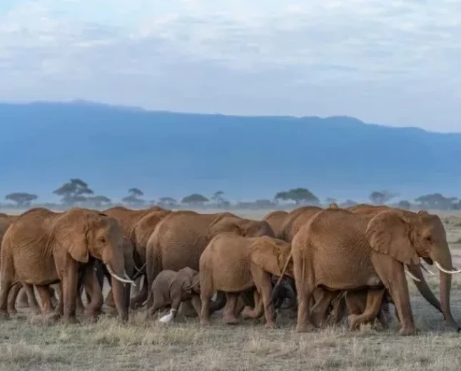 UGM calls for probe into deaths of 15 Amboseli elephants