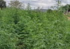 Sh60m bhang plantation unearthed in Mwingi