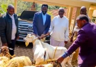 Methu checks on Oburu at home, bringing goats with him