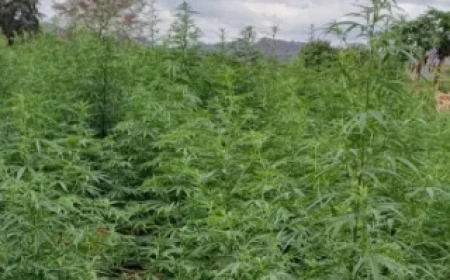 Sh60m bhang plantation unearthed in Mwingi