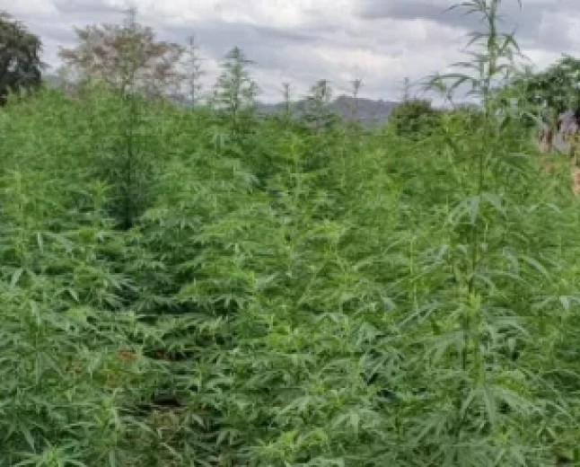 Sh60m bhang plantation unearthed in Mwingi